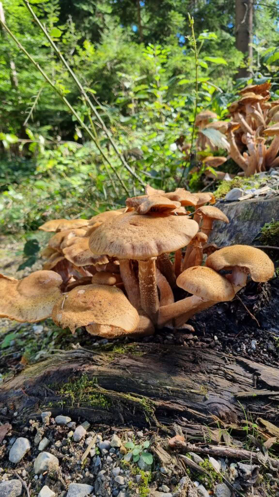 Pilze sammeln im Chiemgau Wald im Herbst