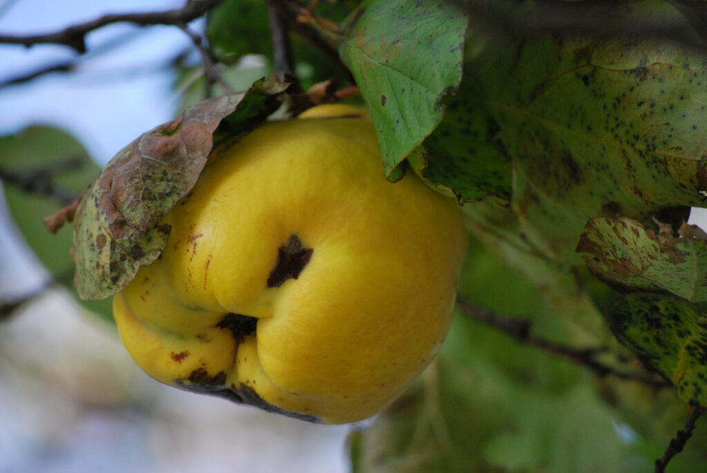 Quittenbaum mit gelben Früchten im Chiemgau